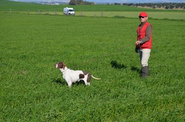 pointer caza practica 2012